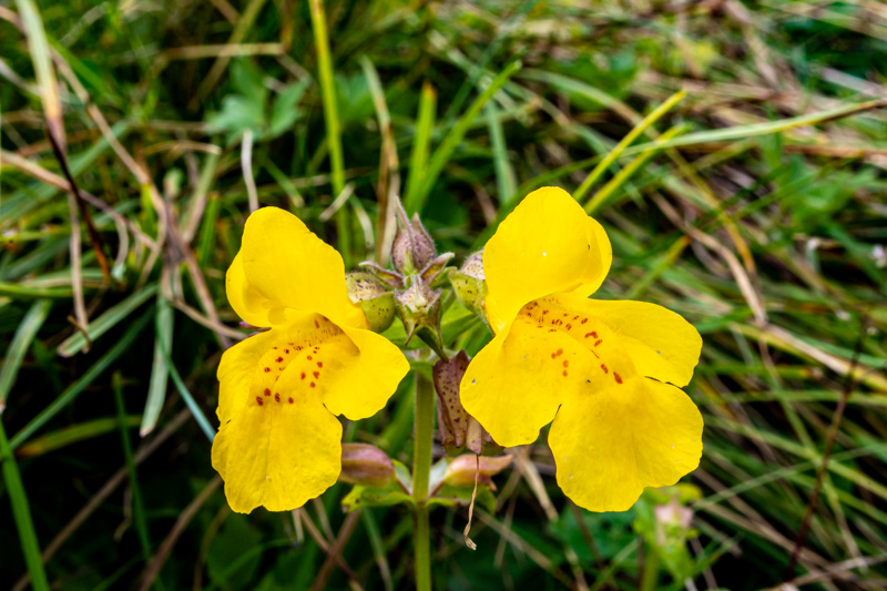 Erythranthe guttata = minulus guttatus  (Phrymaceae)